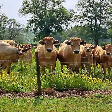 Comfortable With Spacious Garden * Игранд